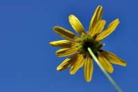 Growing up to the sky by Luis Argerich