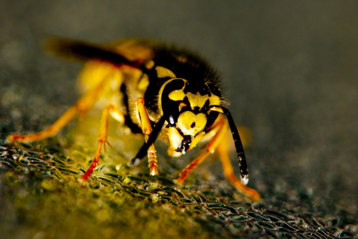 Wasp by Thomas Quine