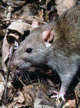 Norway Rats by Wikimedia Commons