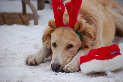 christmas doggie