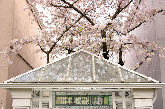 Kitsilano Helens Court Cherry Blossoms