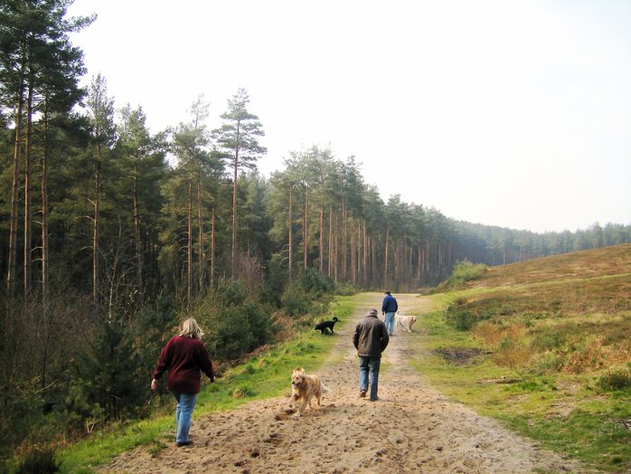 Walking the Dogs by Steve Parker