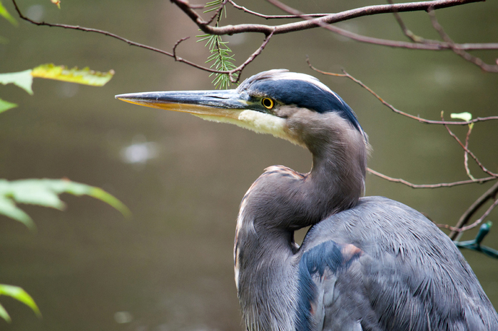 Bird Watching in the Natural Habitat in Capilano