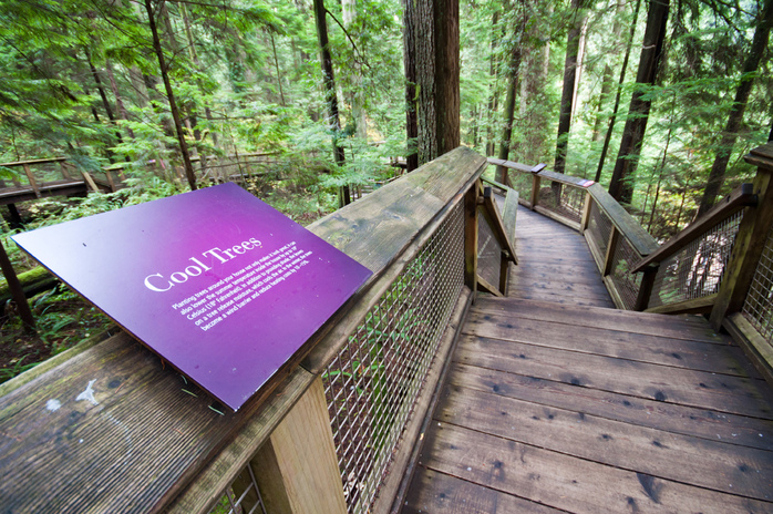 Cool Trees Walk With Wooden Paths