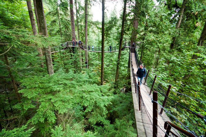 Tree Tops Adventure Walk