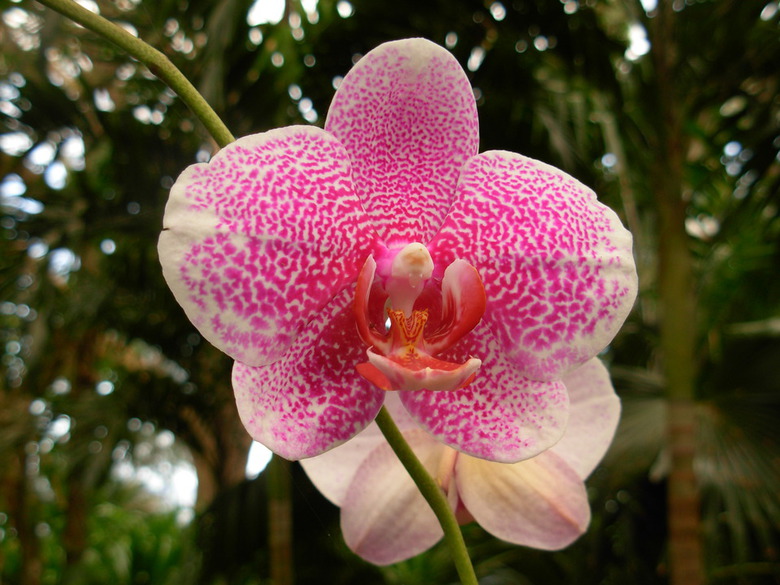 Pink phalaenopsis Orchid by brewbooks