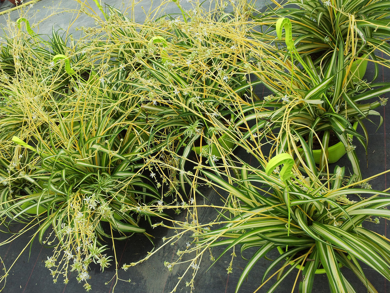 Suspensions chlorophytum comosum variegata by ppiniriste 85