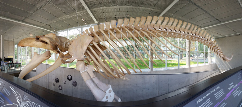 4 Blue Whale  Beaty Biodiversity Museum by Jock Rutherford